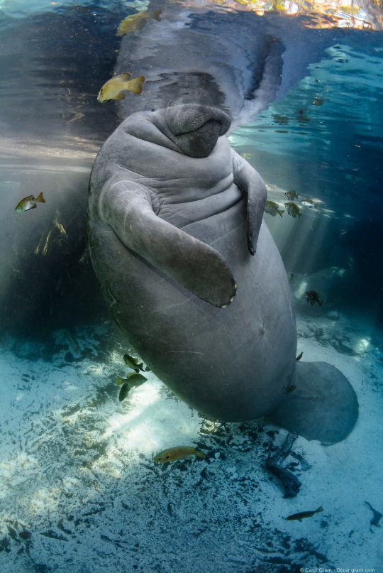 a very round manatee
